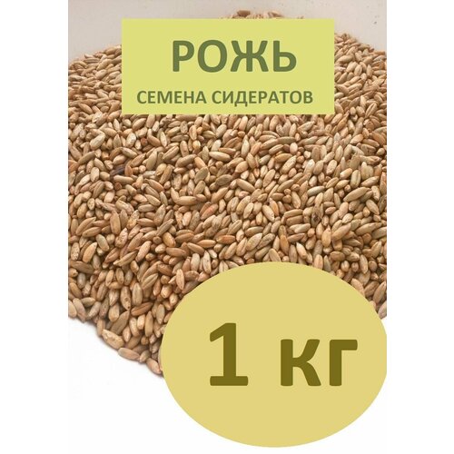 Рожь семена сидерата для сада и огорода 1кг