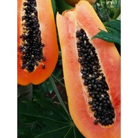 Семена Папайя Holland (Carica papaya), 5