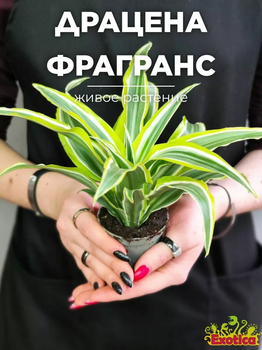 Драцена Фрагранс Лемон Сюрпрайз (Dracaena Fragrance Lemon Surprise) D6см