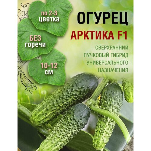 Огурец Арктика F1 (в 1 пакете 8 семян)