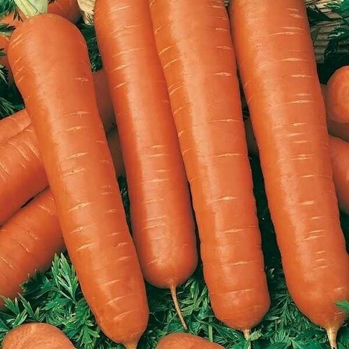 семена морковь тушон agroni Семена Морковь Тушон Agroni