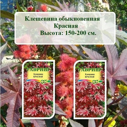 Набор семян цветов Клещевина обыкновенная Красная (2 пачки по 5 шт. семян.)