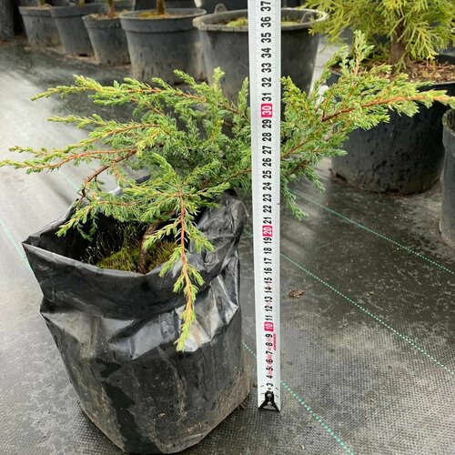 Можжевельник обыкновенный Репанда (3-летний саженец) можжевельник обыкновенный репанда juniperus communis саженец 20 30 см 1 год 2л закрытая зкс