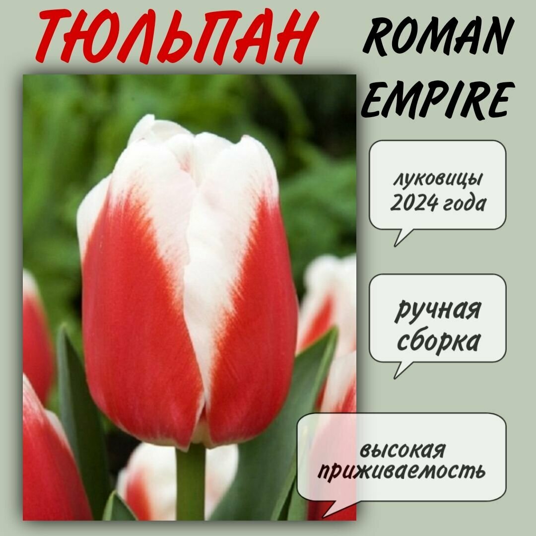 Луковицы тюльпана, сорт "Roman Empire", 3 шт