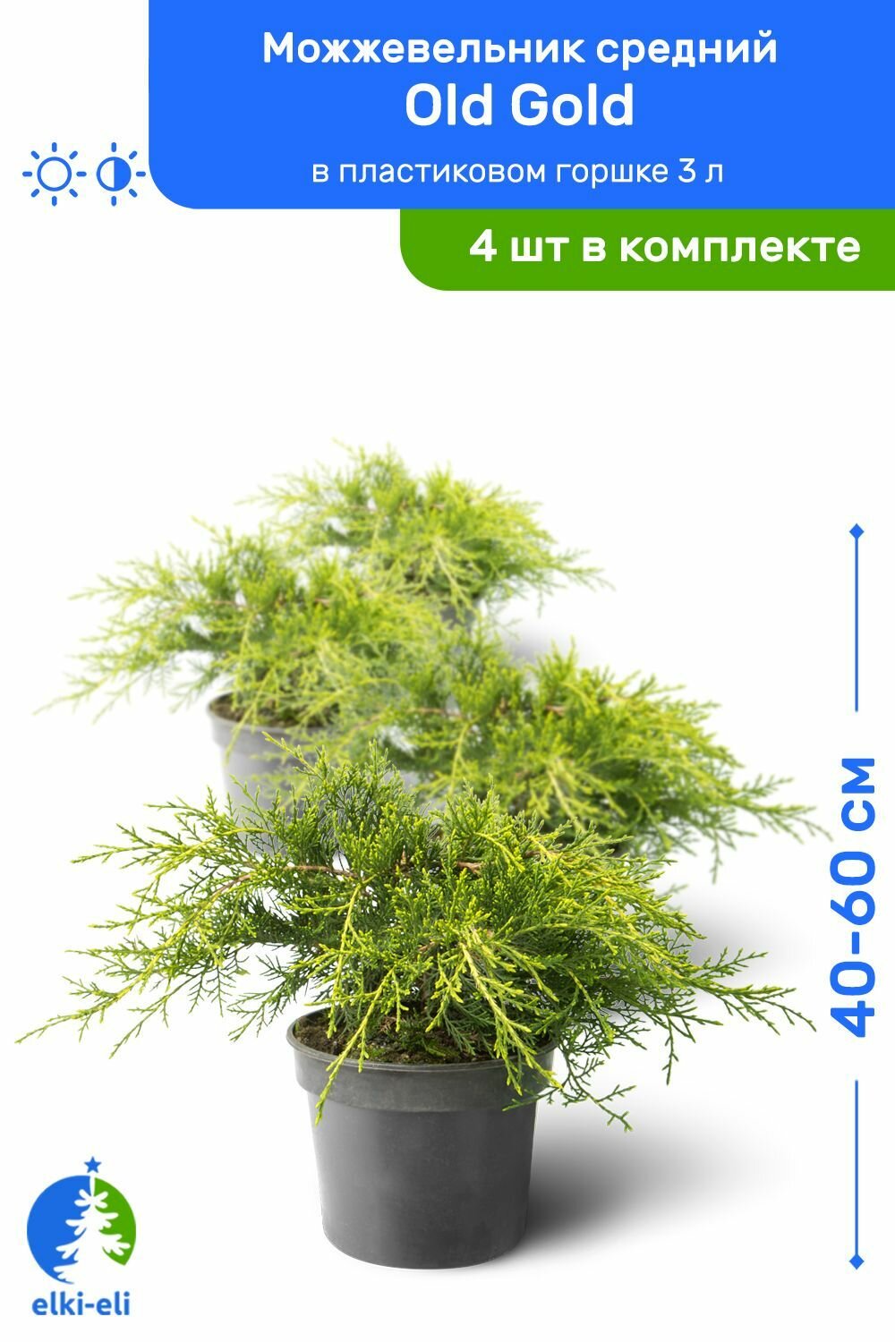 Можжевельник средний Old Gold (Олд Голд) 40-60 см в пластиковом горшке C3, саженец, хвойное живое растение, комплект из 10 шт