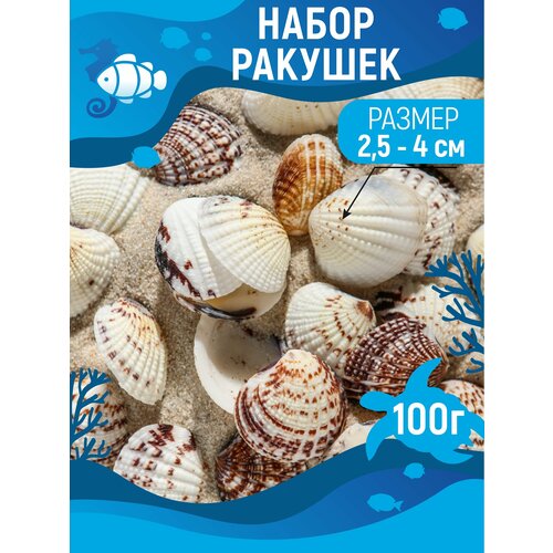 Набор ракушек, 2,5 - 4 см, 100 г