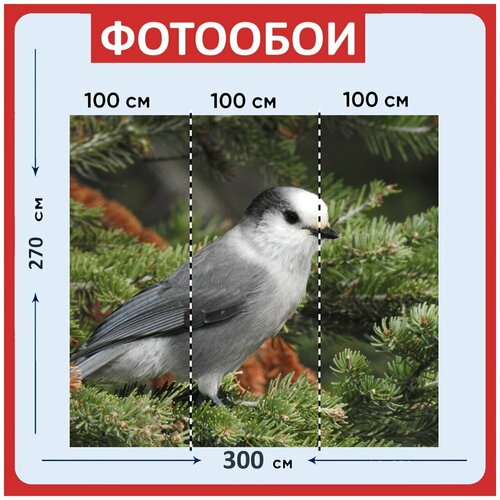 Фотообои Канада джей птица серый джей 300x270 см флизелиновыена стену 3940₽