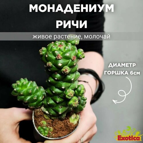 Молочай Ричи, или Монадениум Ричи (Euphorbia Ritchiei) D6см