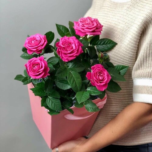 Роза живая в картонной коробочке от бренда Margo plants h 30 см, d 10 см