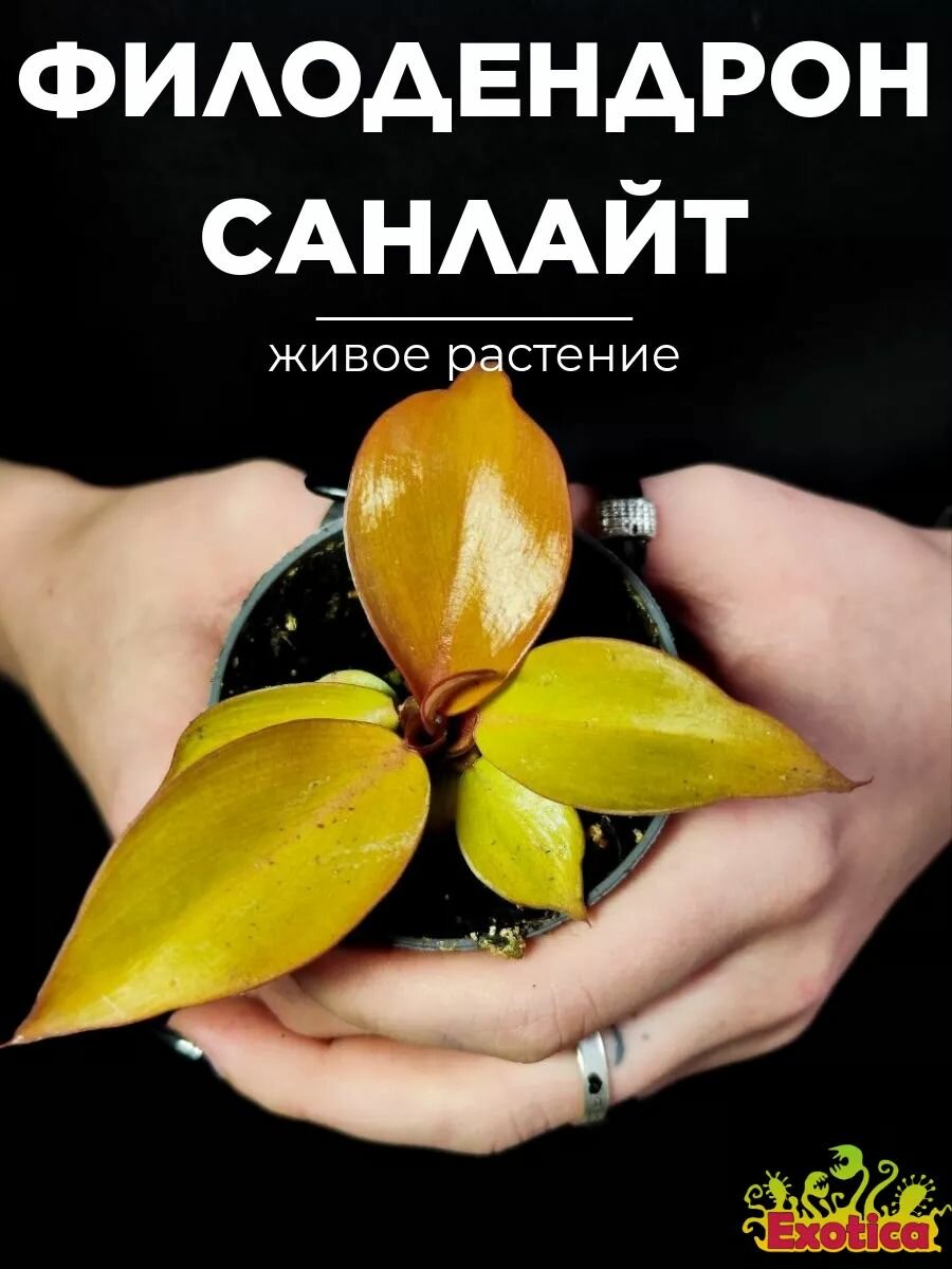 Филодендрон Санлайт  Philodendron Sunlight  D6см  комнатный цветок