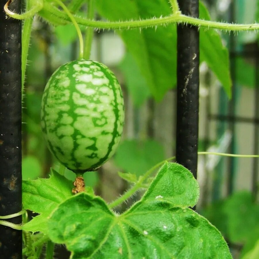 Семена Deodar SEEDS COMPANY Мелотрия шершавая 10 шт.
