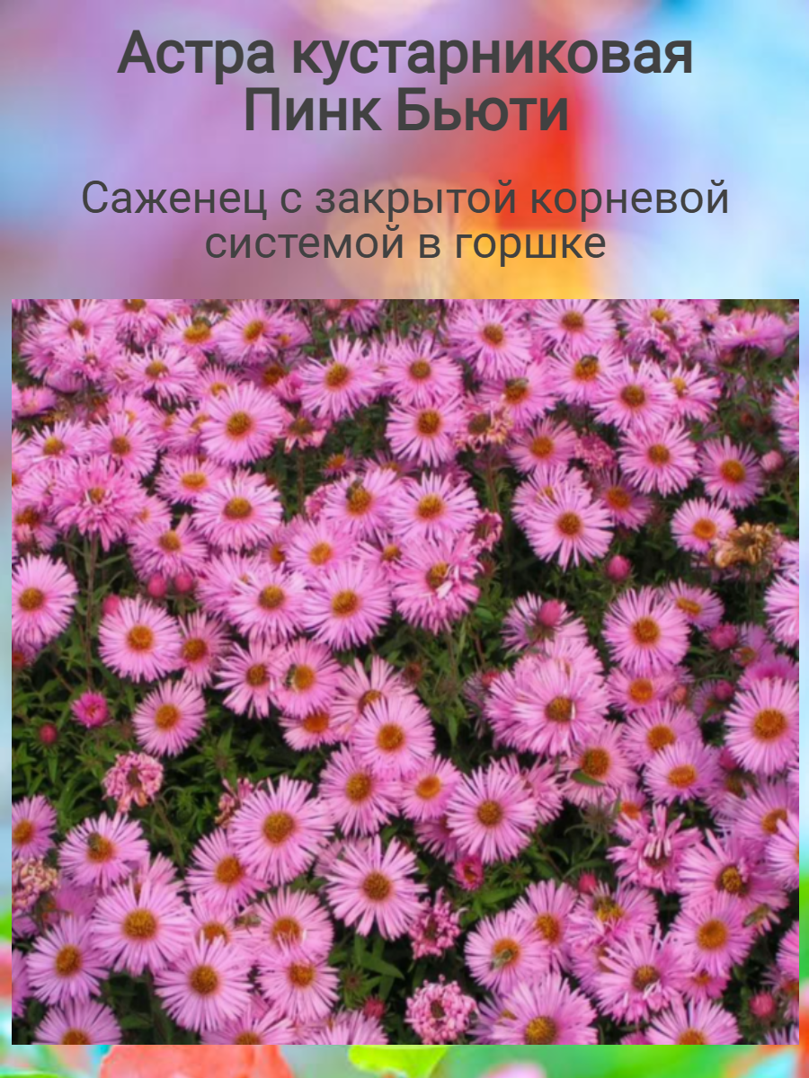 Астра кустарниковая многолетняя Пинк Бьюти