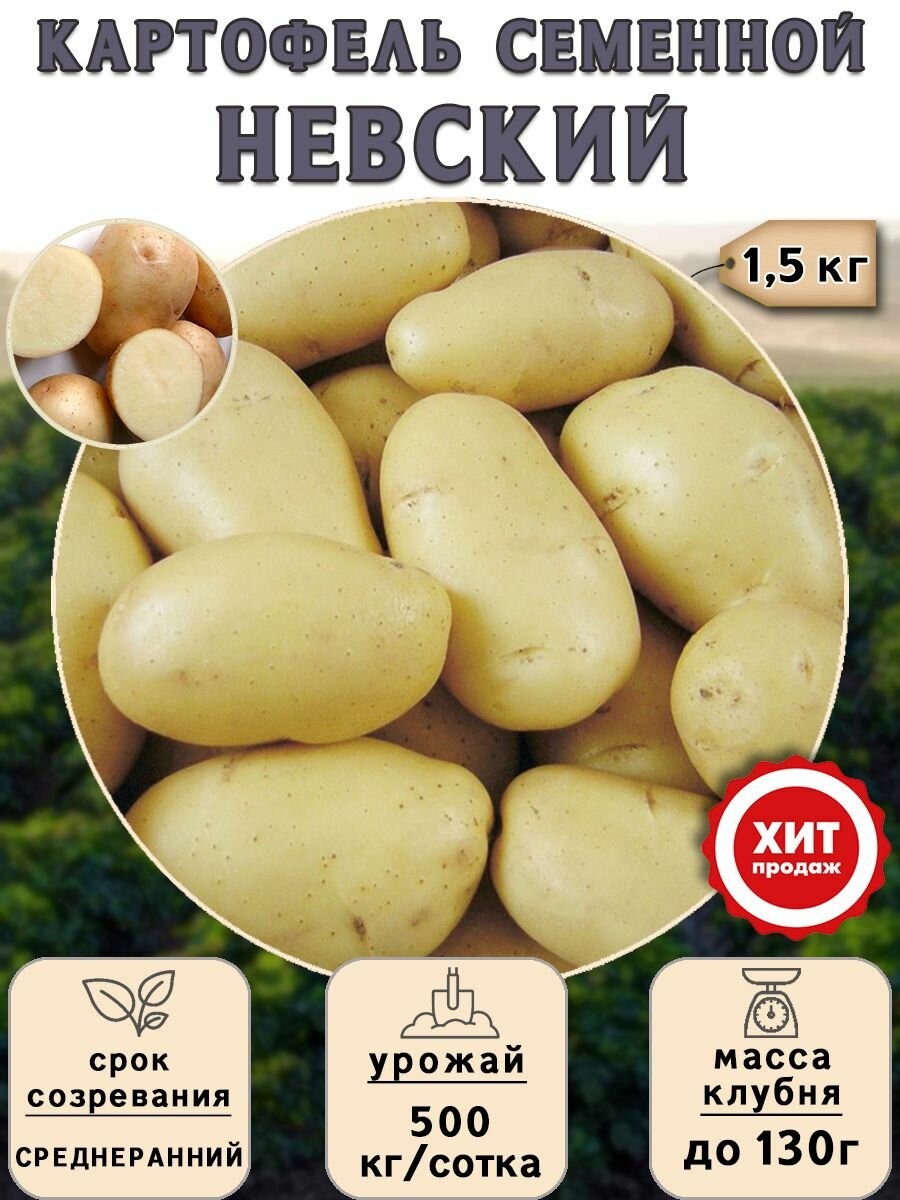 Клубни картофеля на посадку Невский (суперэлита) 1,5 кг Среднеранний - фотография № 1