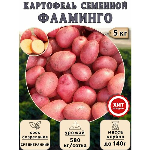 Клубни картофеля на посадку Фламинго (суперэлита) 5 кг Среднеранний