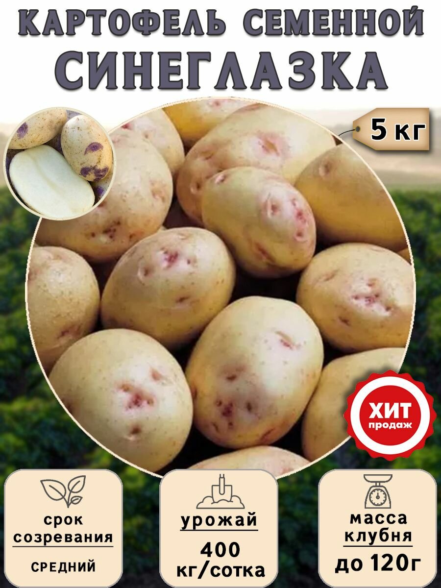 Клубни картофеля на посадку Синеглазка (суперэлита) 5 кг Средний - фотография № 1