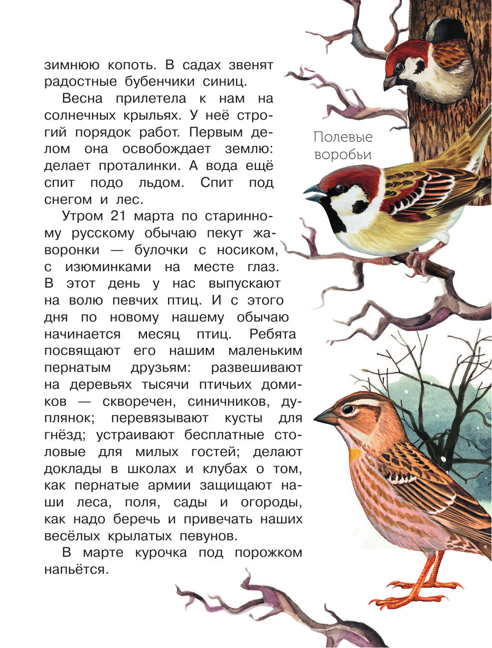 Лесная газета (Бианки Виталий Валентинович) - фото №17