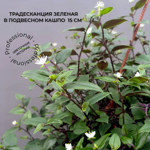 Традесканция зеленая в подвесном кашпо диаметром 15 см 1400₽