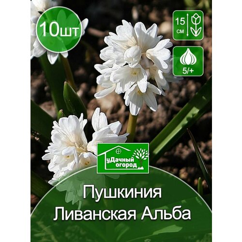 Пушкиния Ливанская Альба 10 шт.