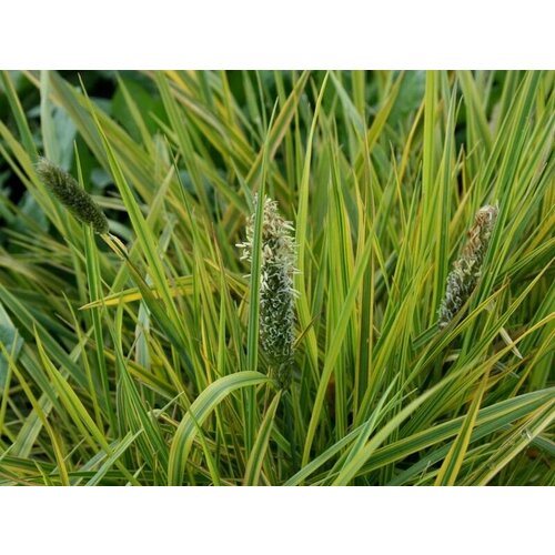 Лисохвост луговой Aureovariegatus 850₽