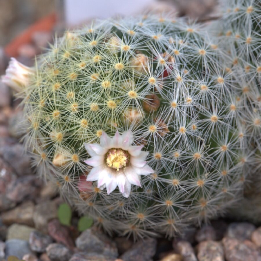 Семена Орешка Суккулент Кактус Mammillaria schiedeana 10 шт.