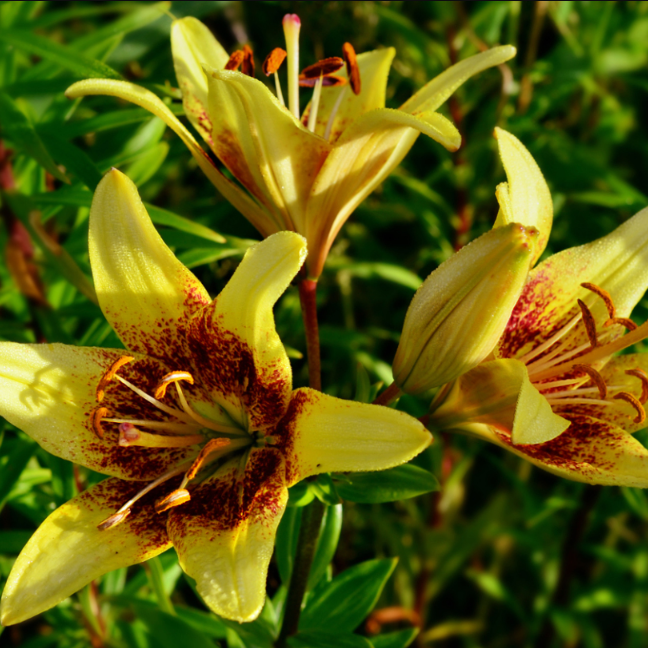 Лилия Голден Стоун (1 луковица). Holland Bulbs (Голландия)