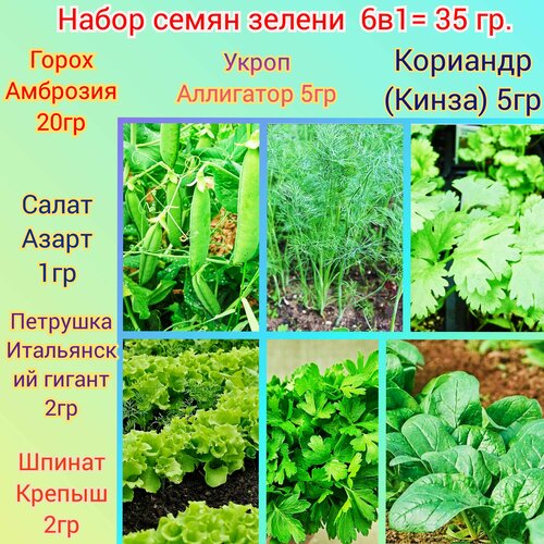Набор отборных семян зелени для огорода 35 грамм/ дачи/ семена зелень шпинат руккола укроп кинза лук салат