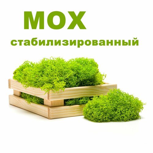 Мох стабилизированный цвет Салатовый № 13.1- 150 грам, для декора, панно, кашпо, ваз, украшения интерьера