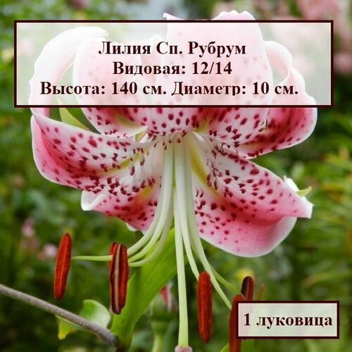 Лилия видовая Сп. Рубрум (1 луковица)