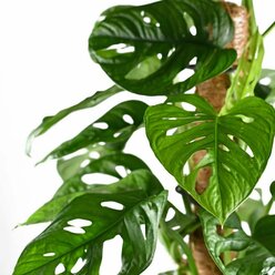 Монстера Обликва Манки Лиф (Monstera Obliqua Monkey Leaf) D6см