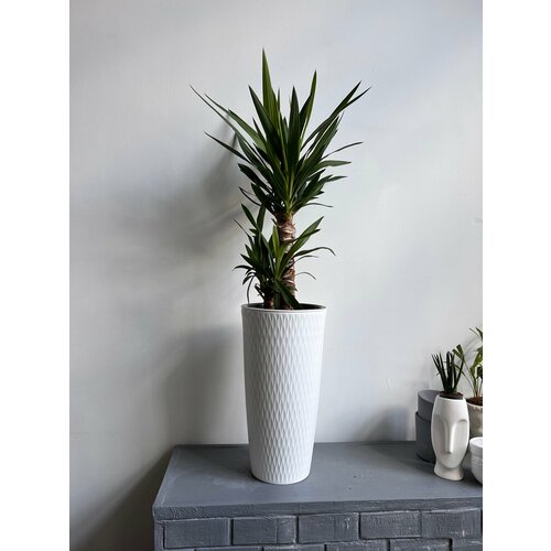 Пальма Юкка 2 ствола в напольном кашпо 9000₽