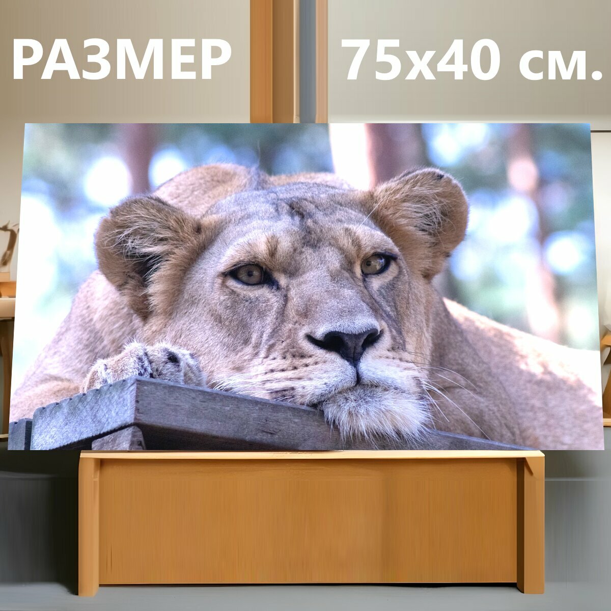Картина на холсте "Лев, львица, дикая природа" на подрамнике 75х40 см. для интерьера