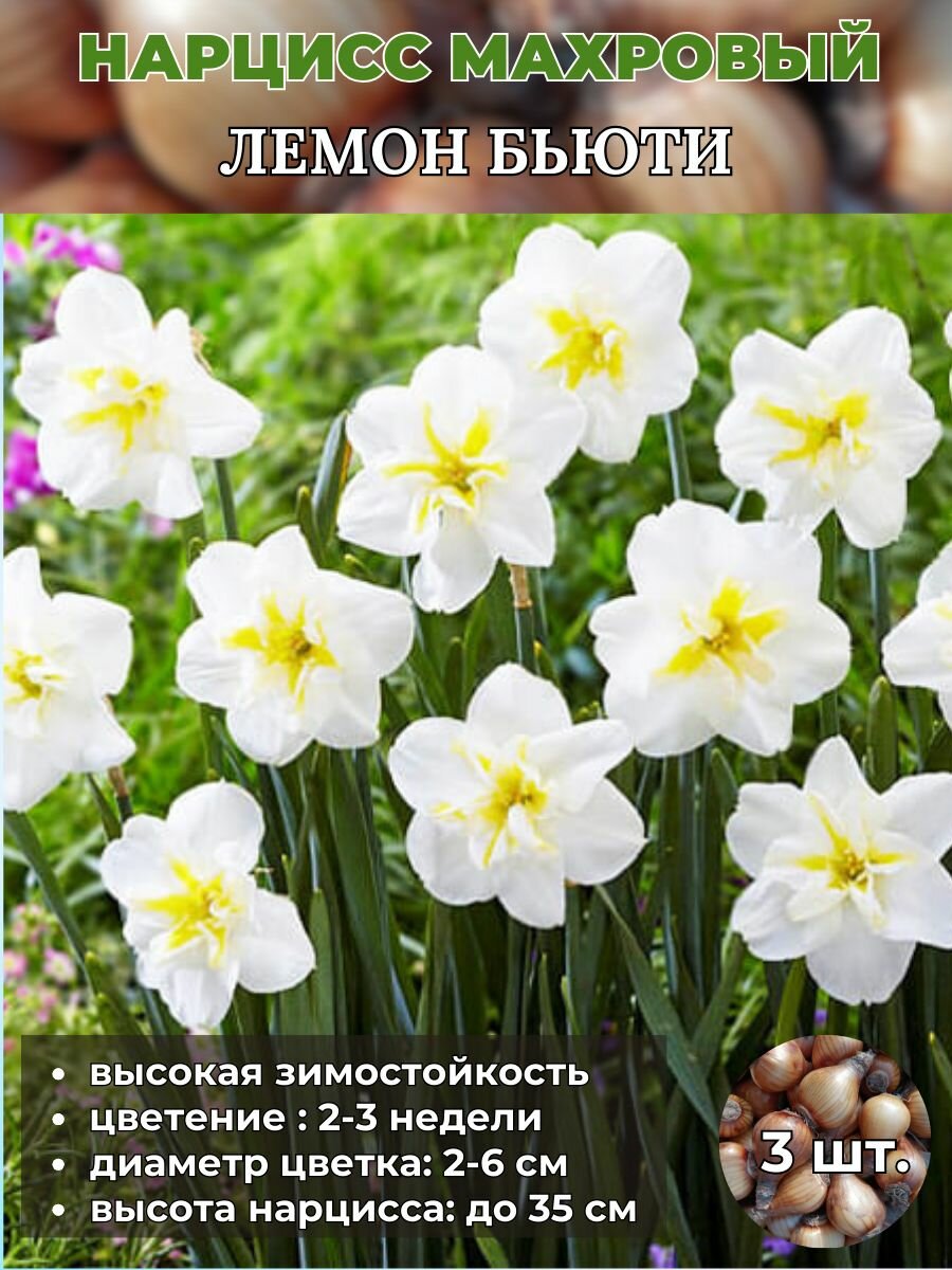 Нарцисс махровый. луковицы 3 штуки