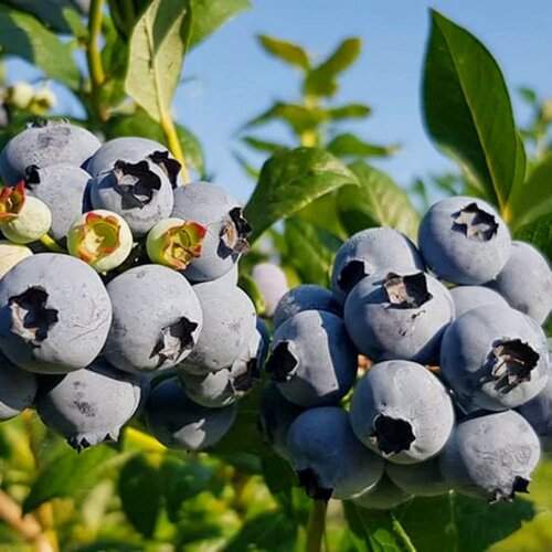 Изображение товара Голубика Дюк, голубики, раннеспелый, морозостойкий сорт