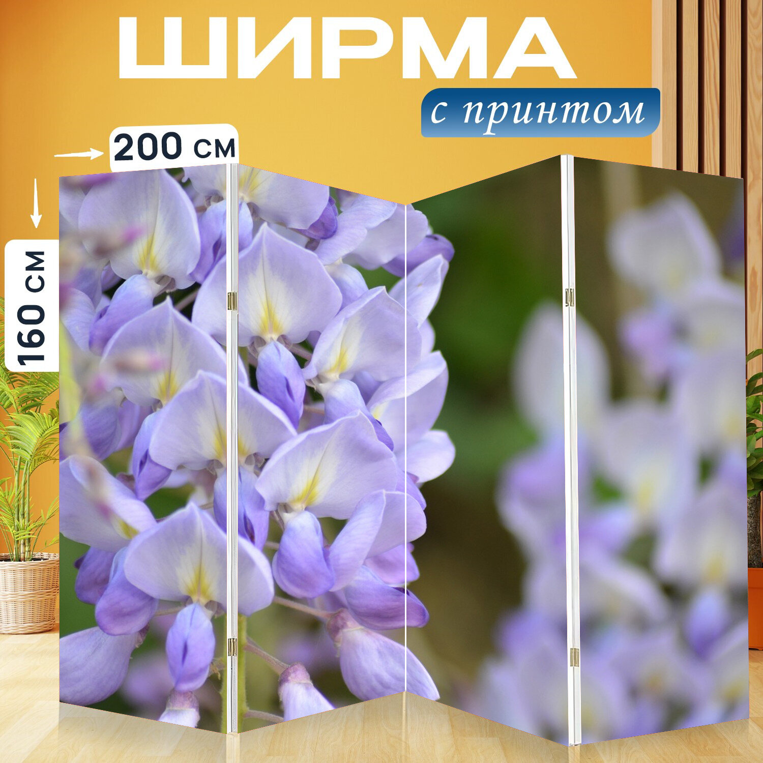 Ширма перегородка с принтом "Глициния, цветок, цветы" на холсте - 200x160 см. для зонирования, раскладная