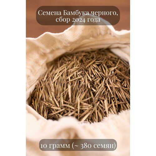 Семена Бамбука черного комнатного, быстрорастущего, 10 грамм (примерно 380 шт)