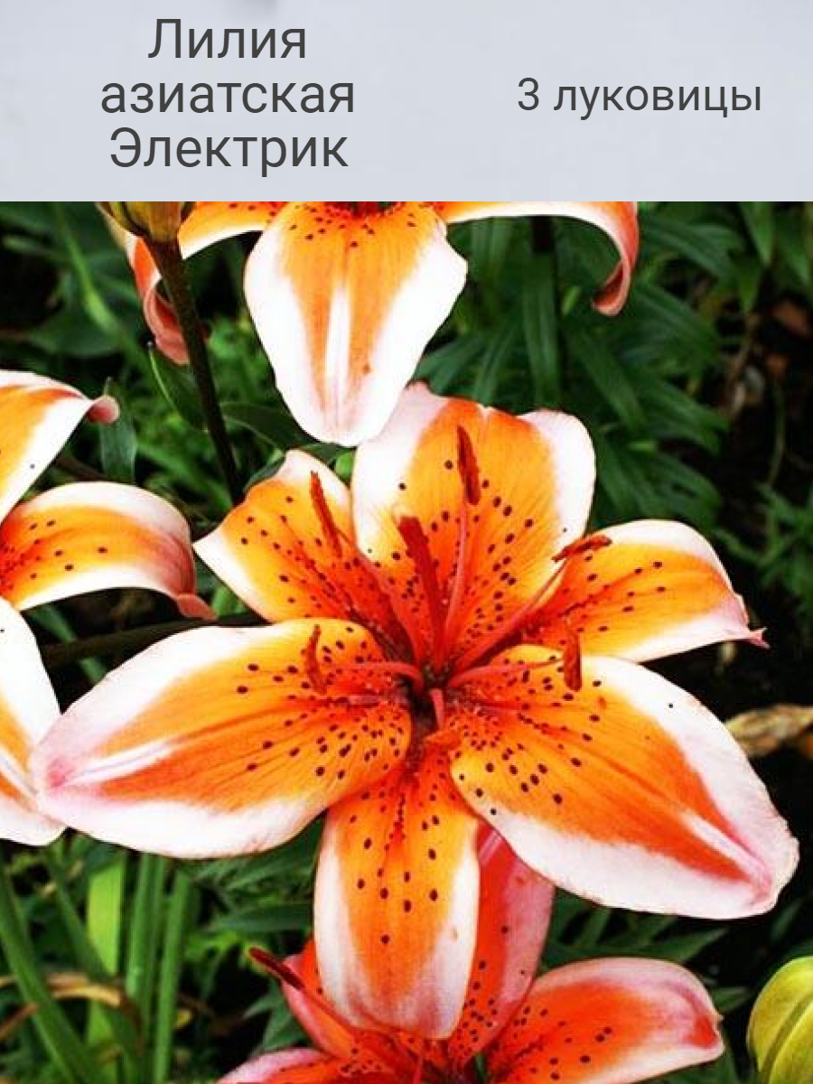 Лилия Азиатская Низкорослая Джоа Пессоа Купить По Цене 160 ₽ В Москве ...