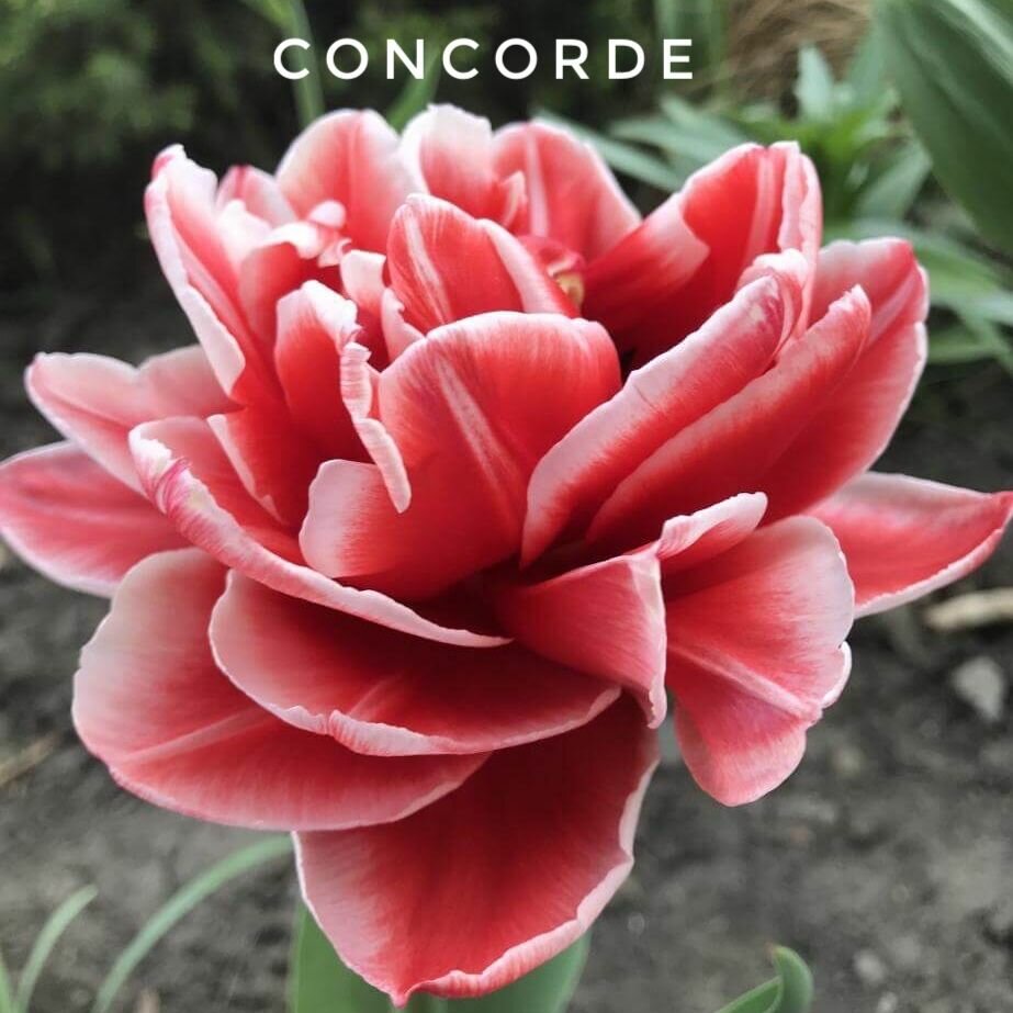 Тюльпаны пионовидные , луковицы сорт CONCORDE ( 4 штуки)