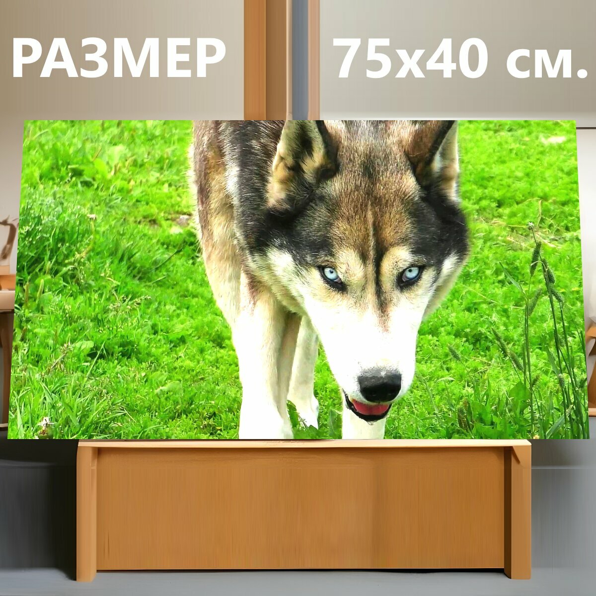 Картина на холсте "Хаски, волк, собака" на подрамнике 75х40 см. для интерьера