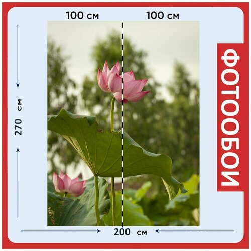 Фотообои Лотос цветок розовый 200x270 см флизелиновыена стену 2980₽