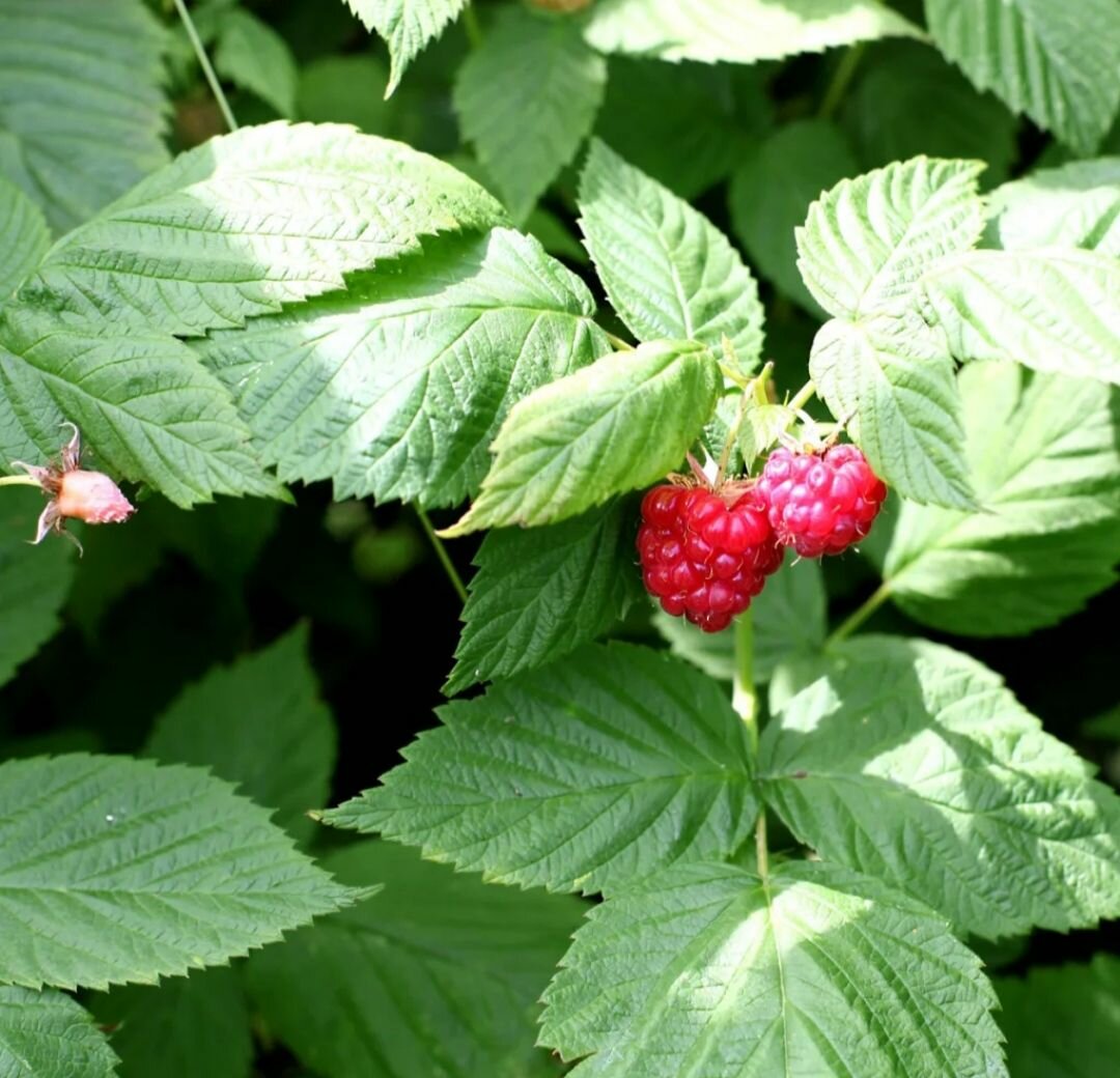 Малины листва сушёная натуральная.