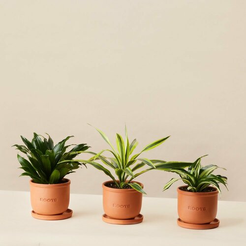 Комнатные растения в горшках Roots Flowers Plants set 15