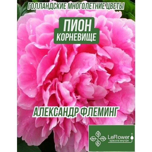 Пион Корневище, Александр Флеминг