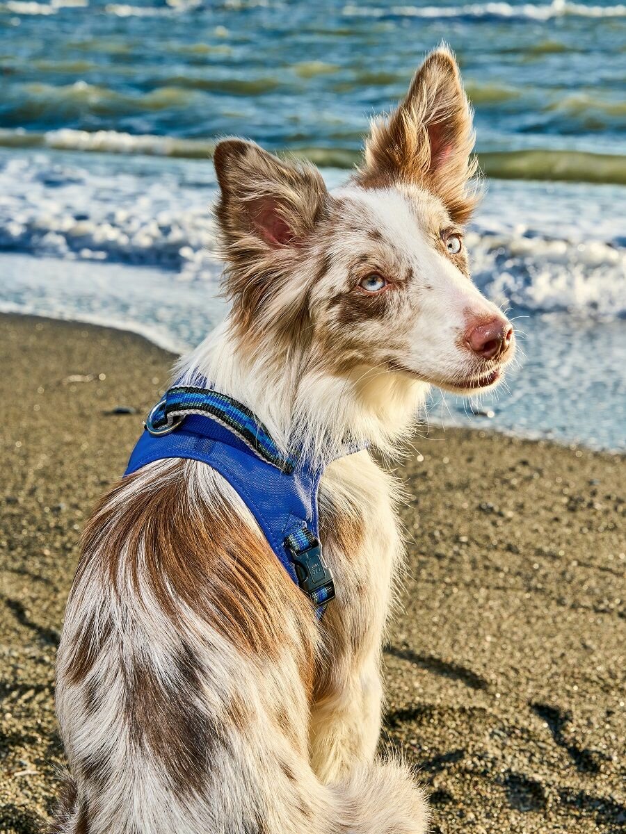 Ошейники И Шлейки Xiaomi Шлейка для собак Japan Premium Pet / шлейка жилетка для собак мелких и средних пород с Балансером, цвет синий, размер S