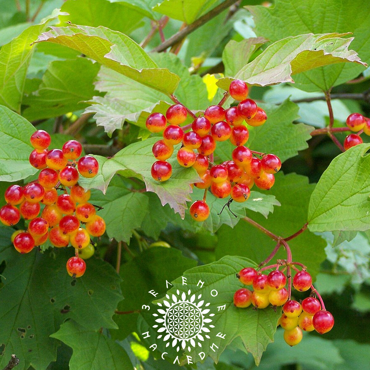 Семена Калина обыкновенная (лат. Viburnum opulus) 15шт
