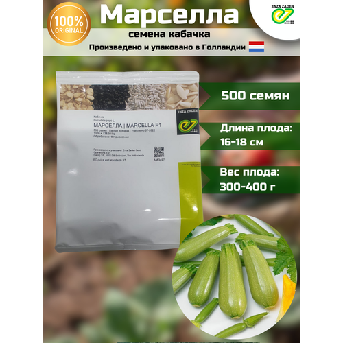 Марселла F1 - семена кабачка, 500 семян, ENZA ZADEN/энза заден (голландия)
