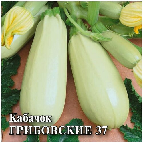 Семена Кабачок Грибовские 37, 25г, Гавриш, Фермерское подворье, 5 пакетиков