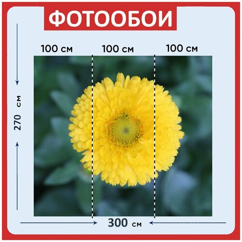Фотообои Цветок желтый подсолнечник 300x270 см флизелиновыена стену 3960₽