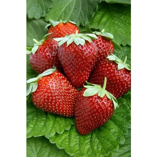 Клубника Валиант 480₽