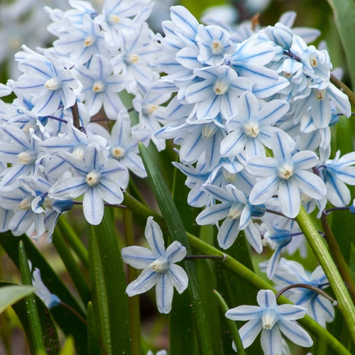 Луковицы Пушкинии Либанотика 10 шт 385₽