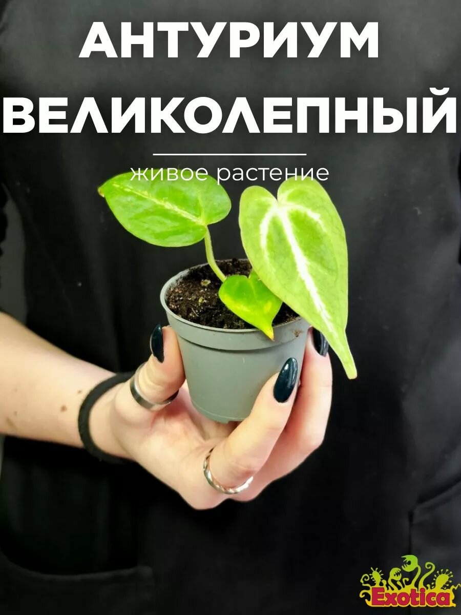 Антуриум Великолепный (Anthurium Magnificum) D6см